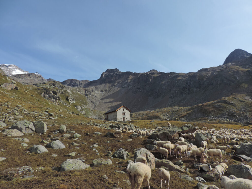 12. L'Alpe Indren (2540 m) con il casotto ristrutturato. Sullo sfondo la montagna dello Stolenberg.