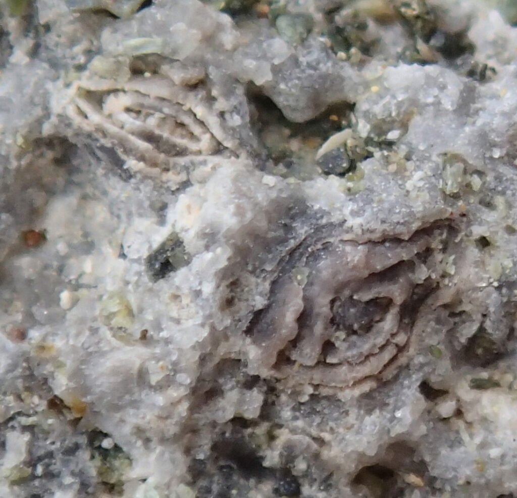 2d. ...e notare questi piccoli fossili, detti nummuliti, inglobati nel calcare fra un frammento di serpentinite e l'altro.