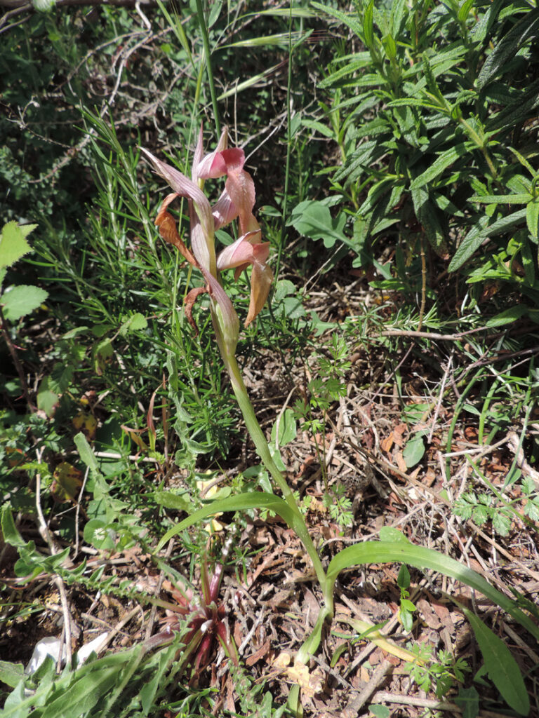 Fiore del genere Serapias, parente mediterraneo delle orchidee.