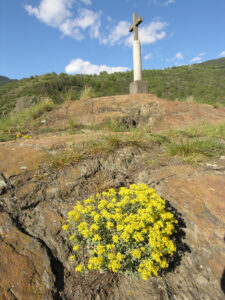 9.Autre spécialité botanique des serpentinites valdôtaines : l’alysson argenté, ici au sommet du Mont Tsailleun.