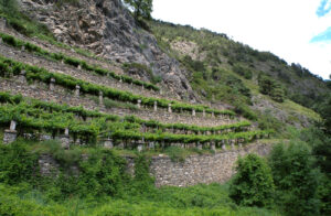 11.Terrazzamenti in metatorbidite calcarea a sostegno delle vigne di Morgex e La Salle.