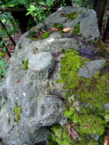 12. Sbozzatura di pietra ollare pronta per essere cavata nel bosco di Estaod (Montjovet).