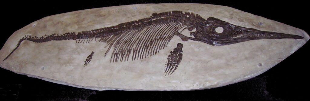 1. Il fossile "più pescato" nel libro: ittiosauro a Lyme, Inghilterra. Foto Wikipedia Commons.